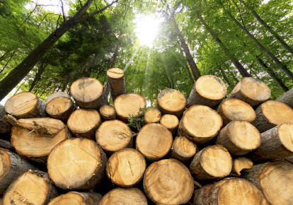 Кабинет Министров назначил нового руководителя Государственного агентства лесных ресурсов / Shutterstock