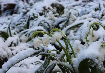 Квіти під снігом