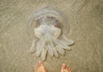 Ситуация с нашествием медуз не разрешится без комплексных проектов