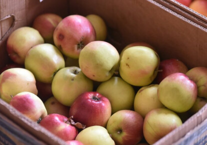 Индия открыла свой рынок для яблок из Украины при условии соблюдения установленных фитосанитарных условий. Фото: УНИАН
