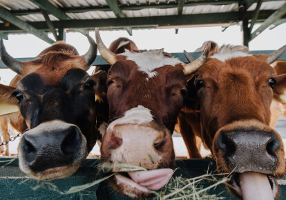 Greenpeace утверждает, что коровы и другой скот обогнали автомобили по выбросам CO2 в Европе