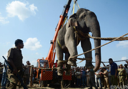 Слон убил пятерых местных жителей в Индии
