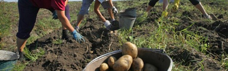 Ноу-хау от Ernst&Young. Как картошка с огорода стала в Украине теневой экономикой