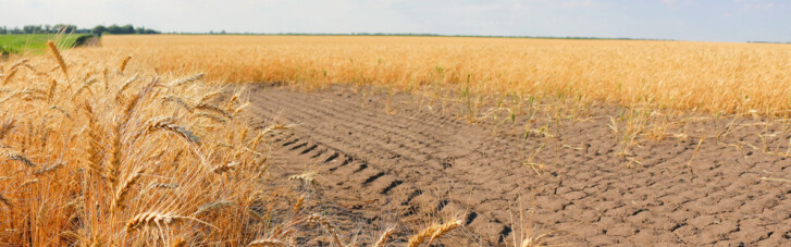 Засуха и цены. Чего ждут аграрии от 2020 года