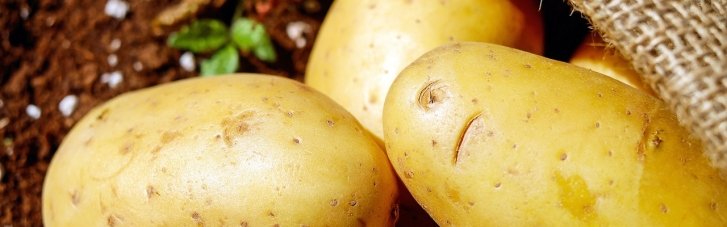 В Україні стрімко подорожчала картопля: як це пояснюють експерти