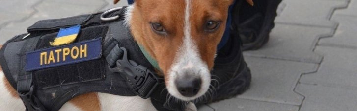 Легендарный пес-сапер Патрон попал в больницу: что случилось (ФОТО)