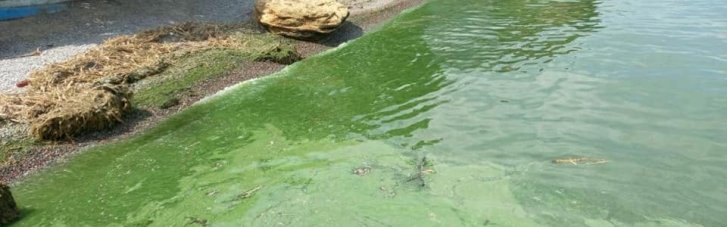 Последствия крушения на Каховской ГЭС: Одесщина зацвела потенциально токсичными водорослями