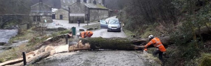 Британии грозит катастрофа из-за заболевания деревьев, — экологи