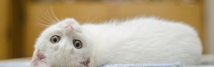 Лікування неефективне: в Польщі коти гинуть від невідомої хвороби