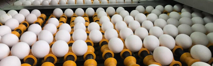 Невидимые яйца. К чему может привести давление НАБУ на птицефабрики "Укрлендфарминга"