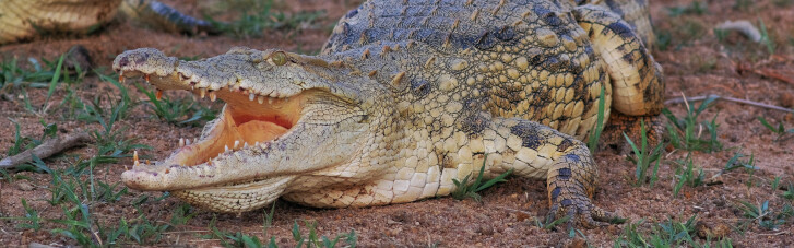Привет из Лимпопо. Сможет ли ЮАР накормить украинцев крокодилами