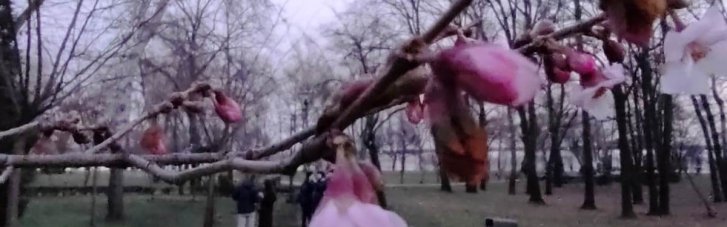 У парку в Києві посеред зими розквітли сакури (ФОТО)