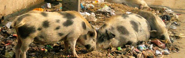 Як свині Нью-Йорк рятували. Що допоможе Садовому здолати львівське сміття