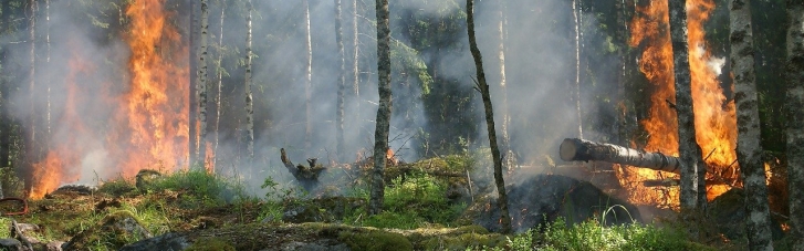 Гасили більше двох тижнів: в Туреччині ліквідували всі лісові пожежі