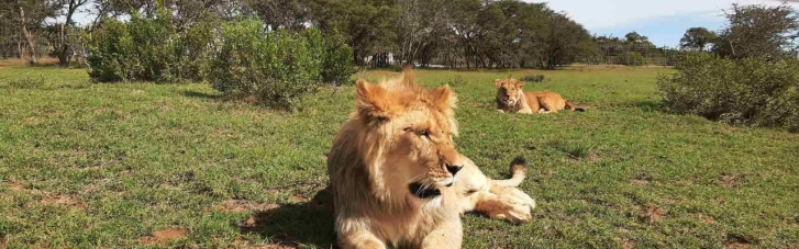Нардепы Столар и Фельдман отправят в Африку львенка, спасенного из ресторана