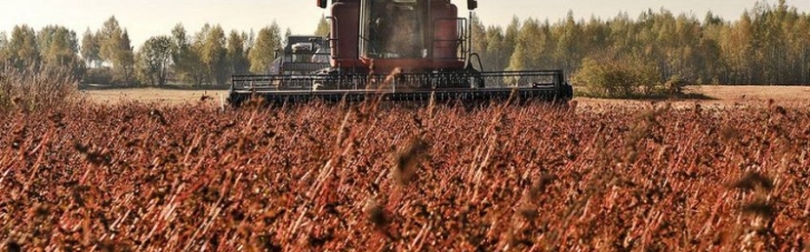 В Україні зібрали рекордний врожай гречки