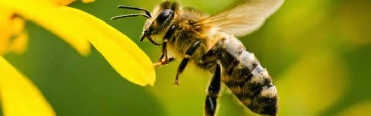Мед Минных Полей: в Украине к разминированию полей собираются привлечь пчел