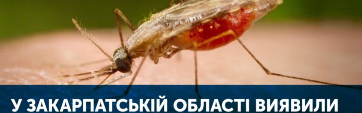 На Закарпатье обнаружили двух больных малярией