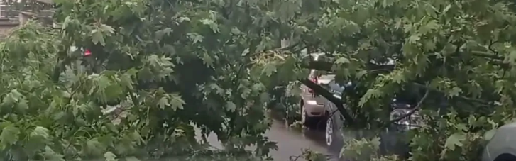 Возле ОПУ на припаркованный автомобиль упало дерево (ФОТО)