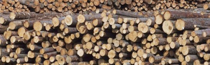 На Луганщине дельцы продавали "сгоревший" в прошлом году лес