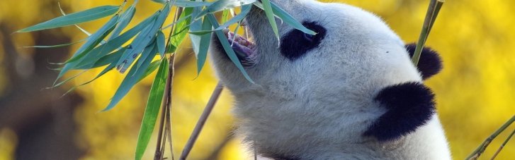"Посланники дружбы": Китай скоро отправит в США новых панд