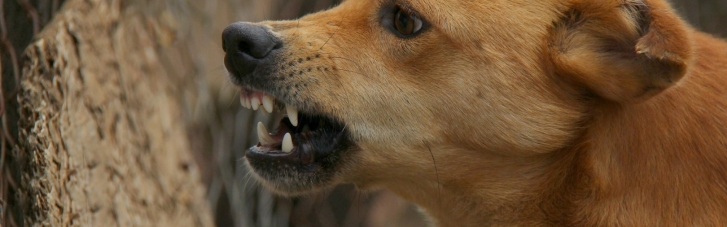 В одном из сел Львовщины у собаки обнаружено бешенство, в зоне вокруг введен карантин