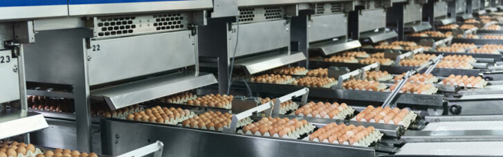 Разрешенная польза. Почему растет экспорт украинских яиц