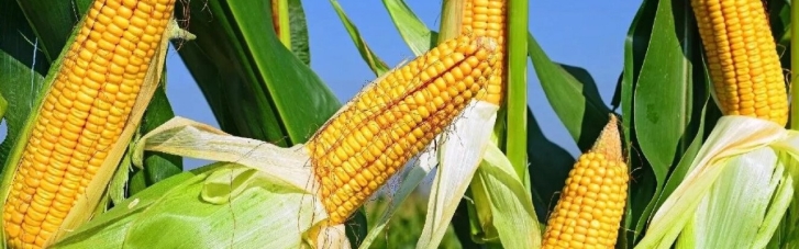 Китай отказался от украинской кукурузы, чтобы "защитить местных фермеров"