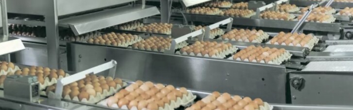 Тиск НАБУ на агрохолдинги може призвести до зростання цін на яйця, - Асоціація постачальників торговельних мереж