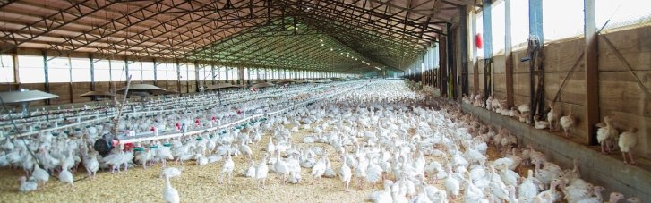 Millions of chickens were killed: Russia destroys Europe's largest poultry farm, Chornobaivka