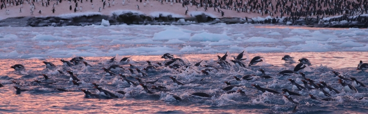 Возле украинской станции "Академик Вернадский" в Антарктиде — нашествие пингвинов (ФОТО)