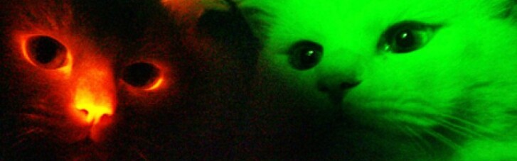 Чудеса генной инженерии: шпинатные свиньи и светящиеся коты