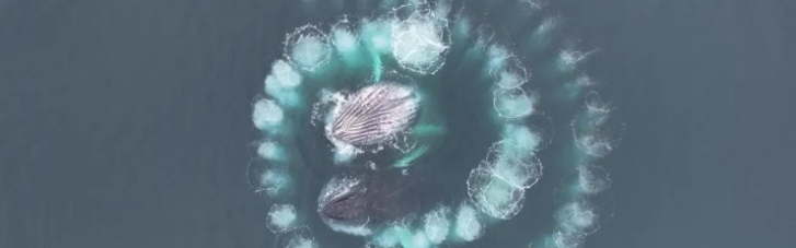 Красота дикой природы: фотограф продемонстрировал видео с горбатыми китами, создавшими в океане спираль Фибоначчи