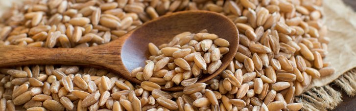 Что такое спельта? Зачем возрождают "дедовскую" пшеницу