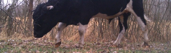 В фотоловушки зоны отчуждения ЧАЭС попало стадо одичавших коров