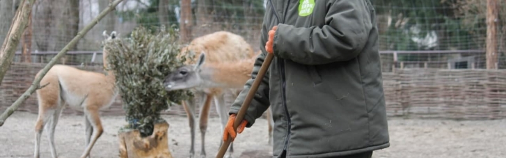 За час війни у Київському зоопарку народились двоє козенят та двоє котячих лемурів