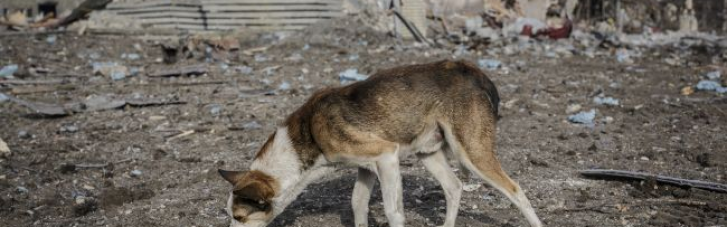 В Госдуме РФ предложили отправлять на войну бездомных собак