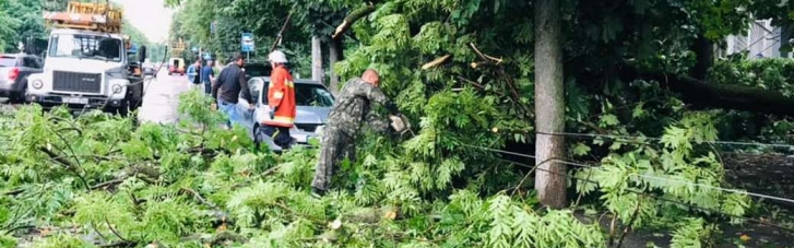 Негода у Житомирі: є травмований, повалено дерева та обірвано дроти (ФОТО)