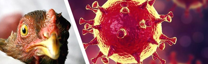 В Британии подтвердили рекордную вспышку птичьего гриппа