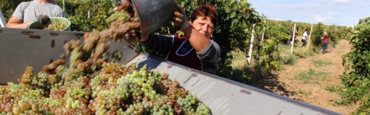 Пока без Крыма.  Что поможет возродиться украинскому виноградарству (ИНФОГРАФИКА)
