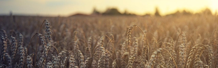 Перша армія світу по крадіжках: РФ поцупила української пшениці мінімум на $1 млрд