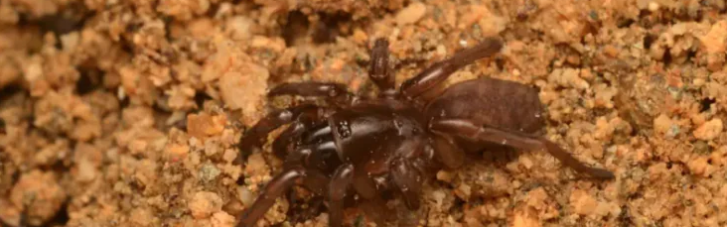 В Португалии нашли редкого паука: ученые не могли обнаружить его 92 года