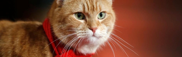 Російським котам заборонили брати участь у виставках за межами РФ