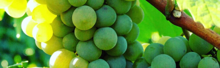 "Таврия" будет развивать крафтовое виноградарство