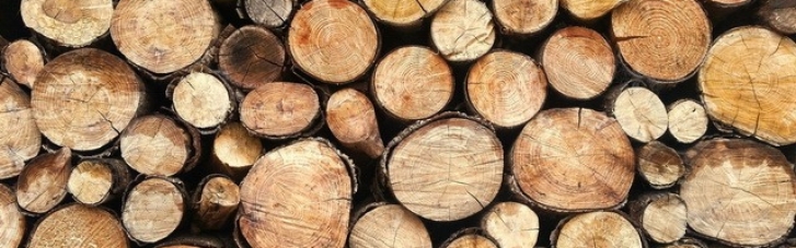 Кабмін заборонив експортувати паливну деревину: Шмигаль пояснив чому