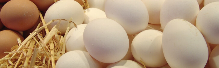 Банкротство "Авангарда" ударит по мировому рынку яиц, - СМИ