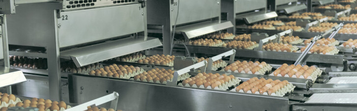 "Авангард" за півроку суттєво збільшив виробництво і експорт українських яєць