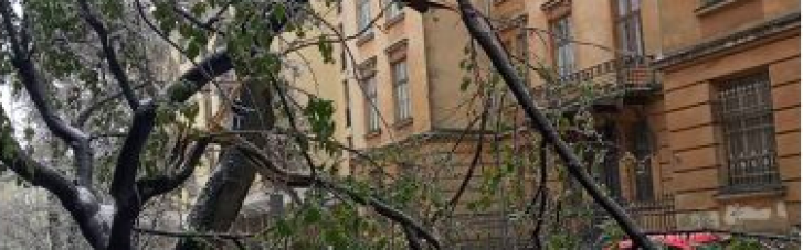 Ненастье поломало деревья и частично обесточило Львов (ФОТО)