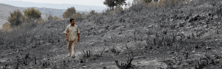 Лесные пожары на Ближнем Востоке: в Сирии казнили 24 осужденных за поджоге