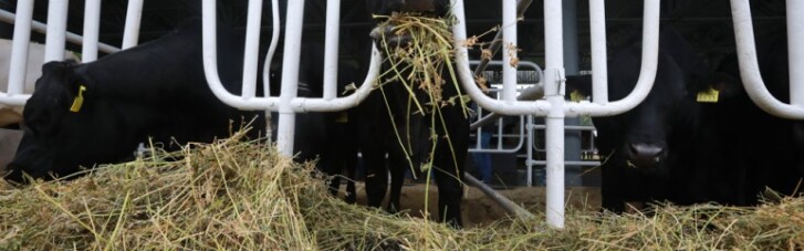 "Агро-2019". Почему  на украинской выставке красовались бычки шароле и абердин-ангусские телки